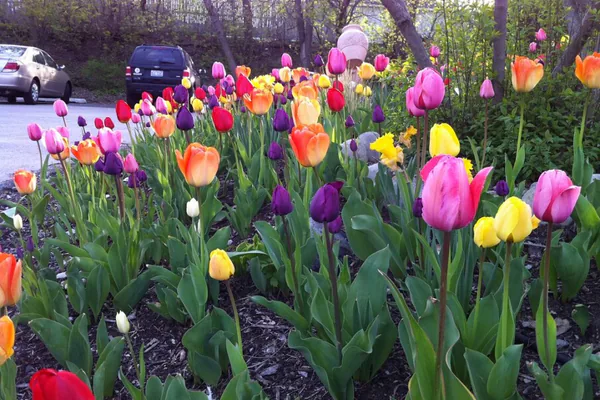 What Makes Tulips Special in the Garden