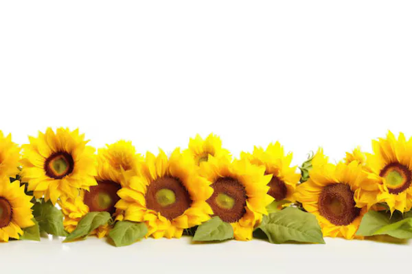 bright sunflowers blooming in garden border summer