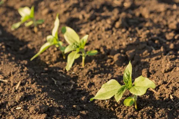 How to Plant Sunflowers Successfully