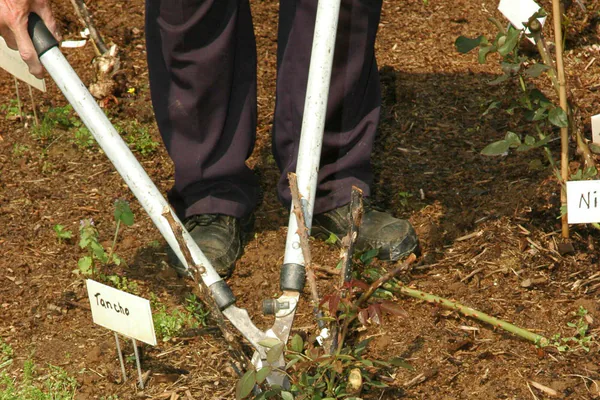 Rose Plant Care Guide: Water, Feeding, and Pruning