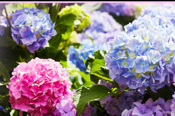 What Makes Hydrangeas Special