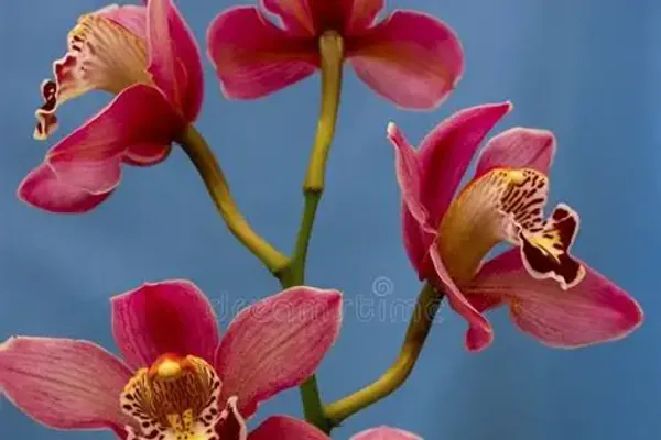 Why Orchids Are Popular Houseplants