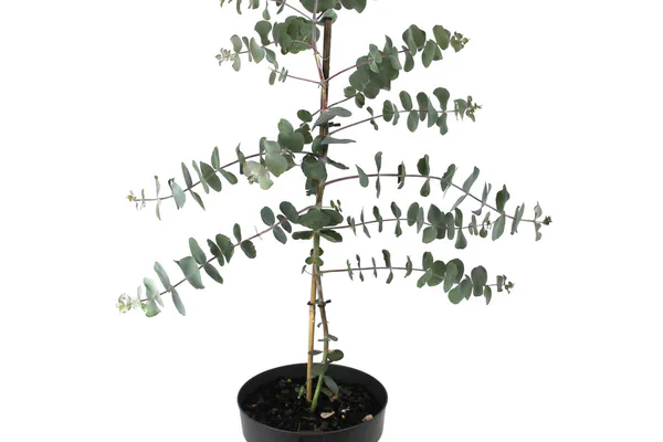 What Eucalyptus Represents and Why People Grow It