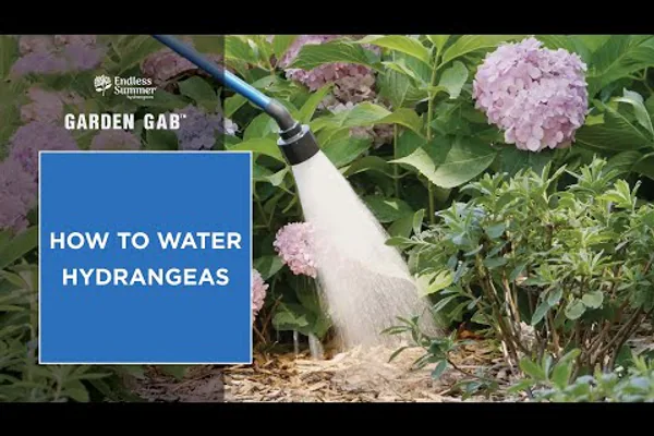 How to Water, Feed, and Mulch Hydrangeas