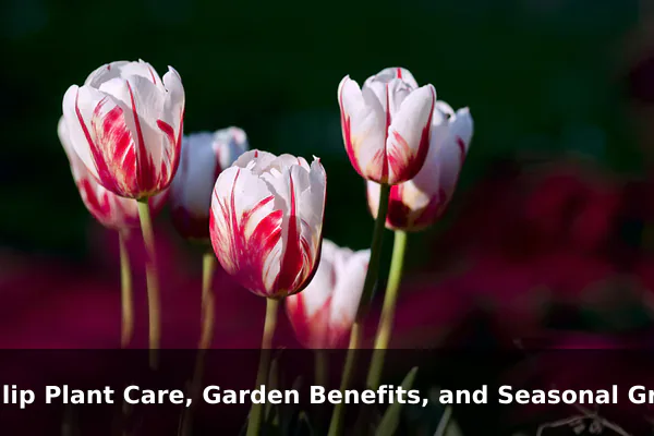 Tulip Plant Care, Garden Benefits, and Seasonal Growing Tips