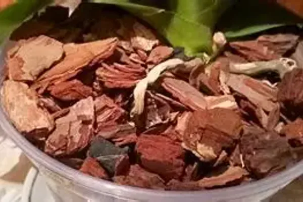 Watering, Feeding, and Potting Basics
