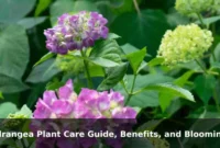 Hydrangea Plant Care Guide, Benefits, and Blooming Tips