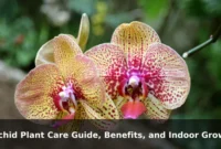 Orchid Plant Care Guide, Benefits, and Indoor Growing Tips
