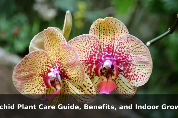 Orchid Plant Care Guide, Benefits, and Indoor Growing Tips