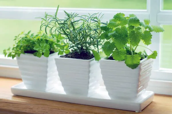 What Plant Benefits and Meanings Really Include