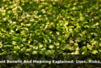 Plant Benefit And Meaning Explained: Uses, Risks, and Common Mistakes