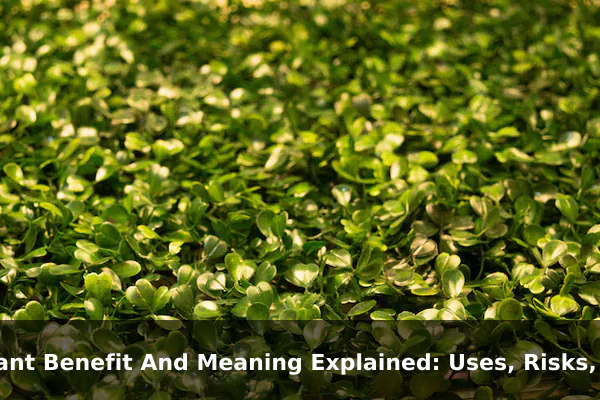 Plant Benefit And Meaning Explained: Uses, Risks, and Common Mistakes