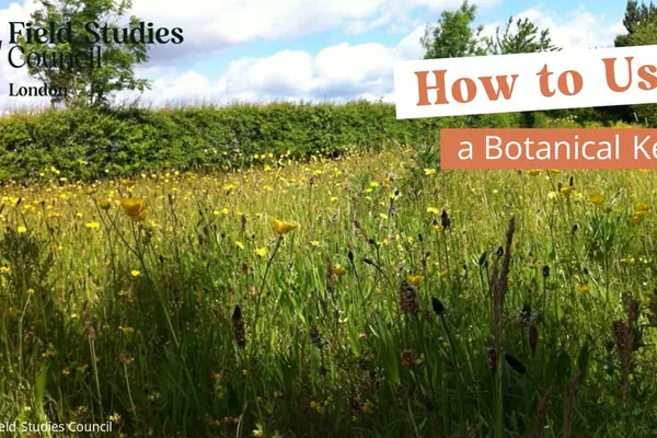 Mistake 4: Confusing Similar-Looking or Similarly Named Plants