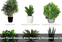 Common Plant Benefit And Meaning Mistakes and How to Avoid Them