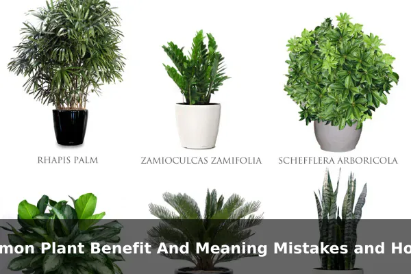 Common Plant Benefit And Meaning Mistakes and How to Avoid Them